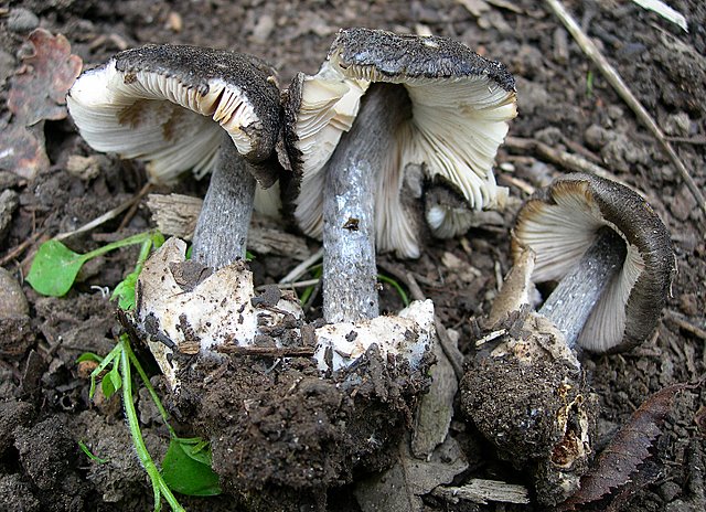 Volvariella  terrea  sp.nov.